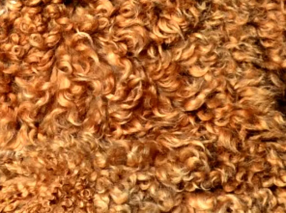Australian Labradoodle with a curly fleece coat