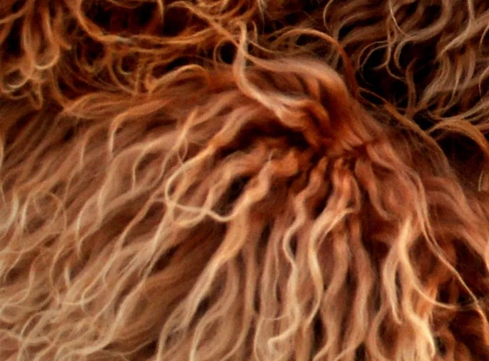 Australian Labradoodle with a wool coat