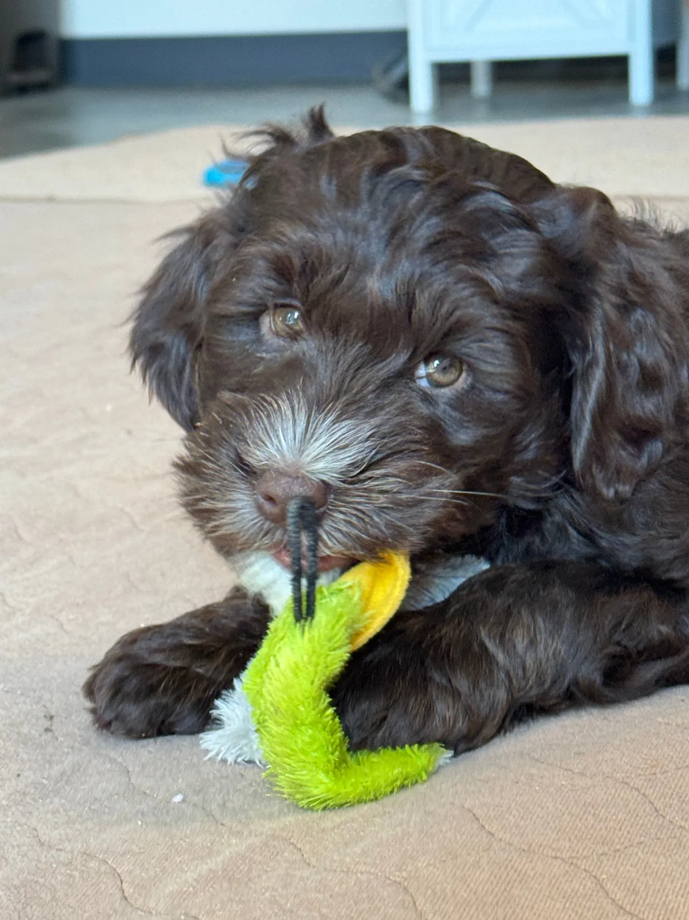 A litter of Blessed Day Doodles puppies in a striped basket