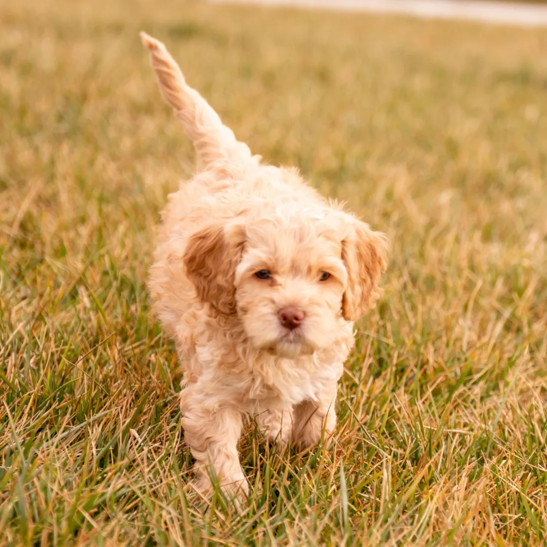 Blessed Day Doodles puppies playing on the grass
