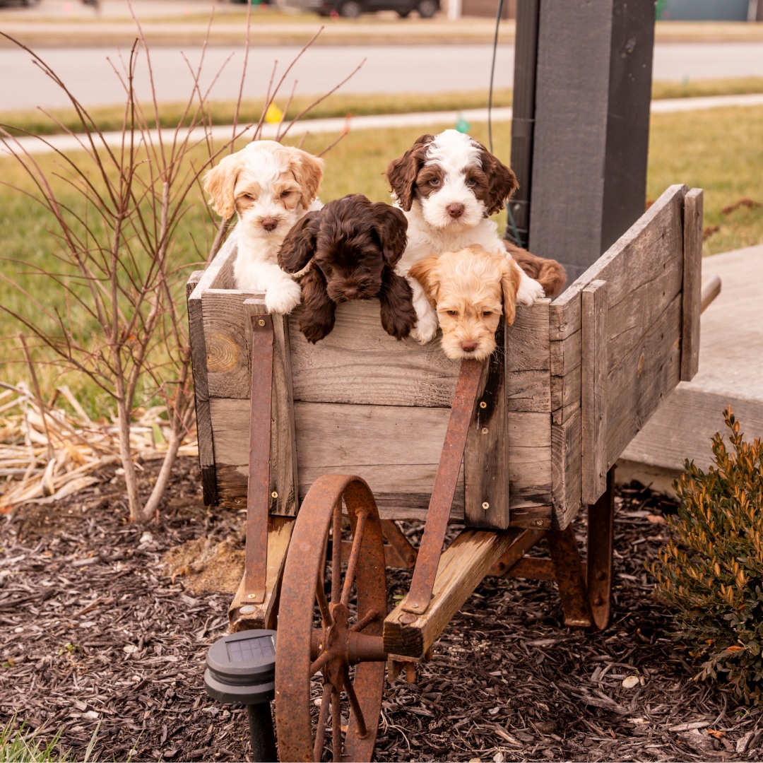 A litter of Blessed Day Doodles puppies in a wagon