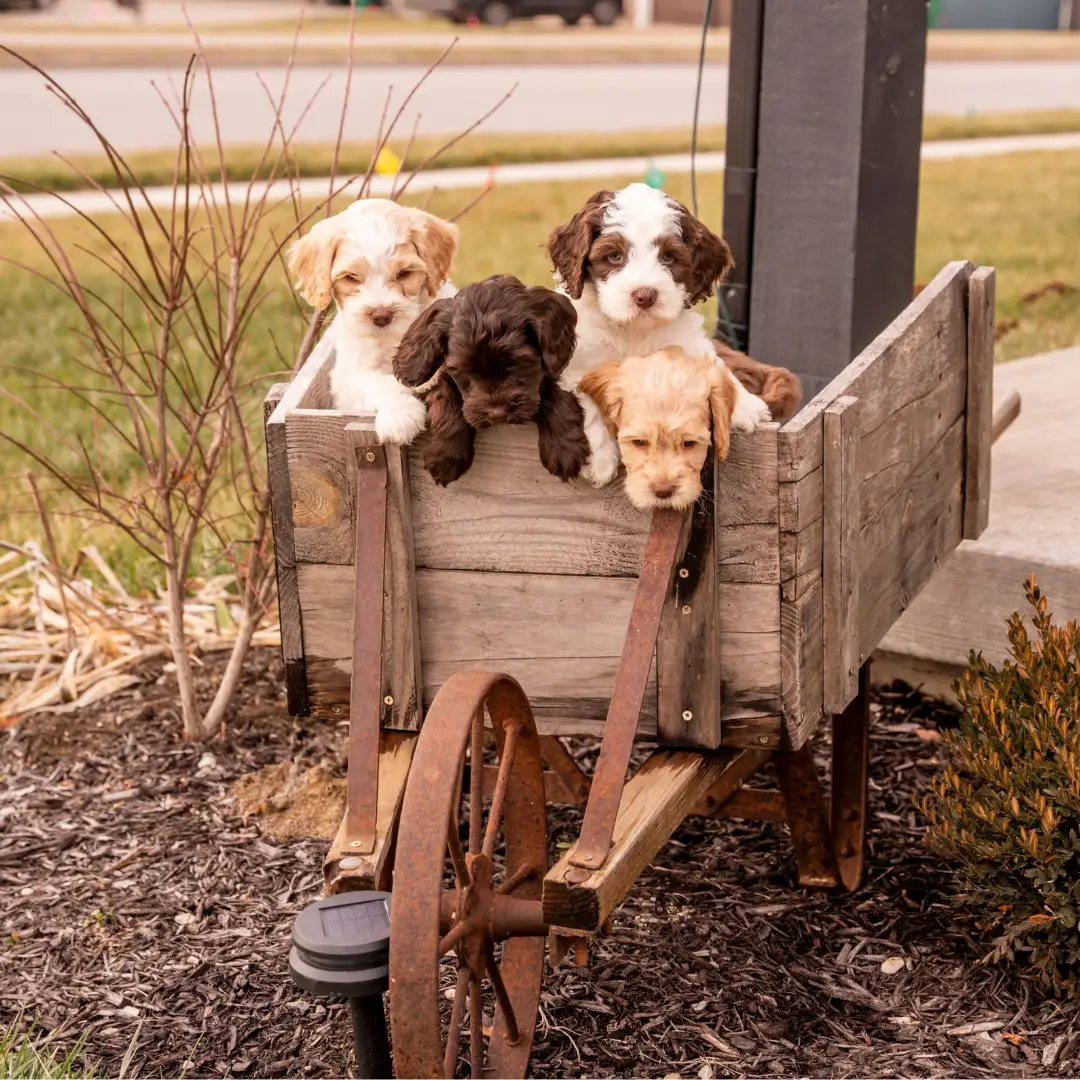 A litter of Blessed Day Doodles puppies in a wagon