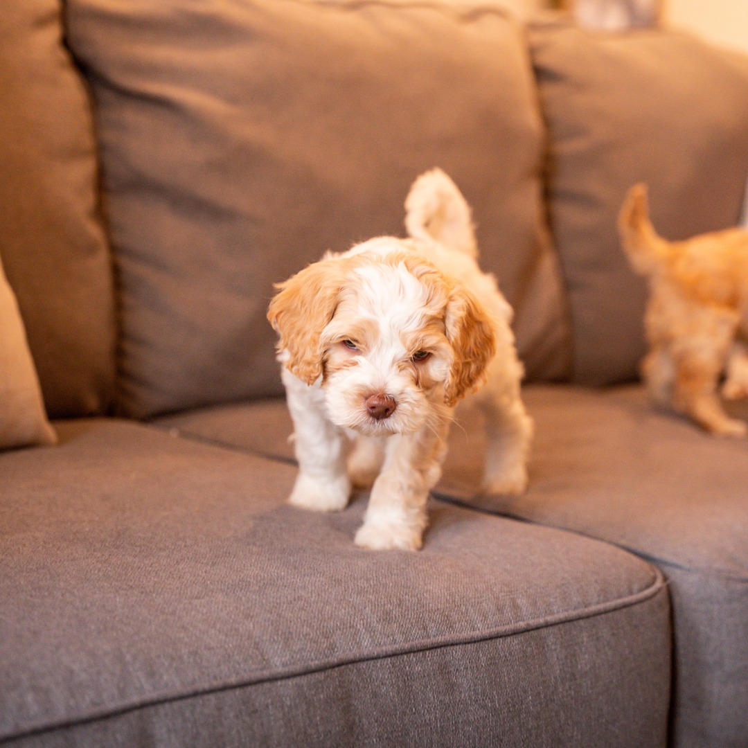 A Blessed Day Doodles puppy walking on a couch at home