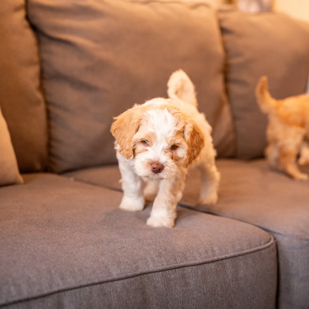 A Blessed Day Doodles puppy walking on a couch at home