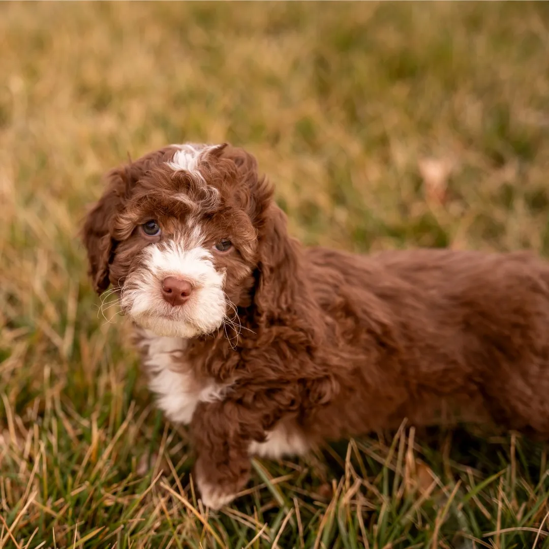 A Blessed Day Doodles puppy portrait