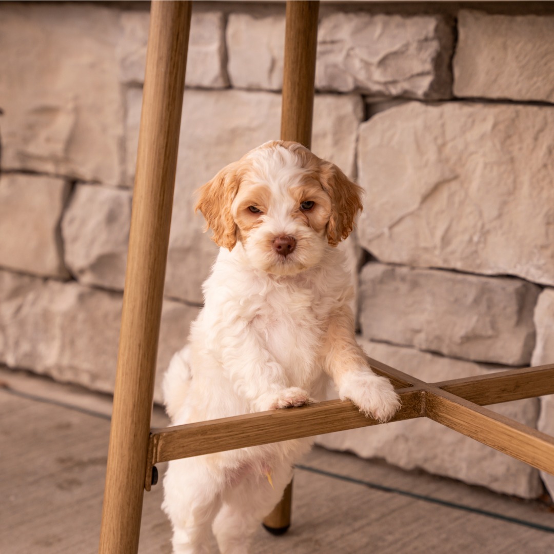 A Blessed Day Doodles puppy resting under a table at home