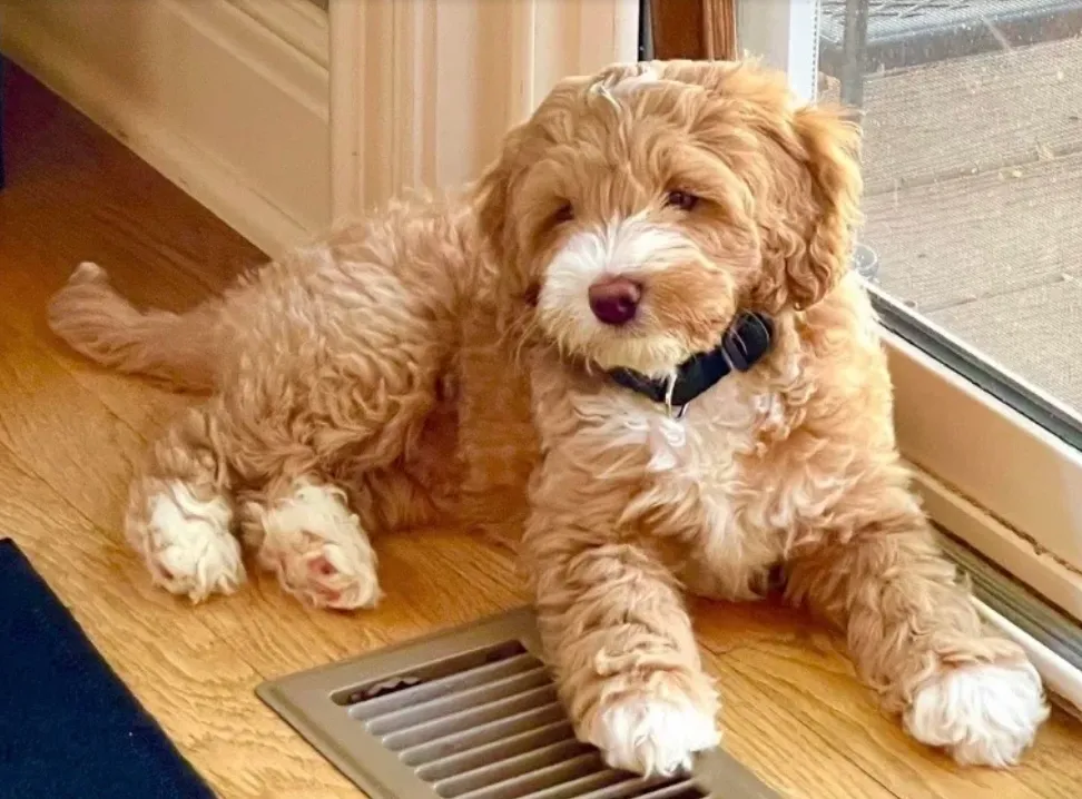 Brian and Judy Salmon's apricot Australian Labradoodle puppy from Blessed Day Doodles