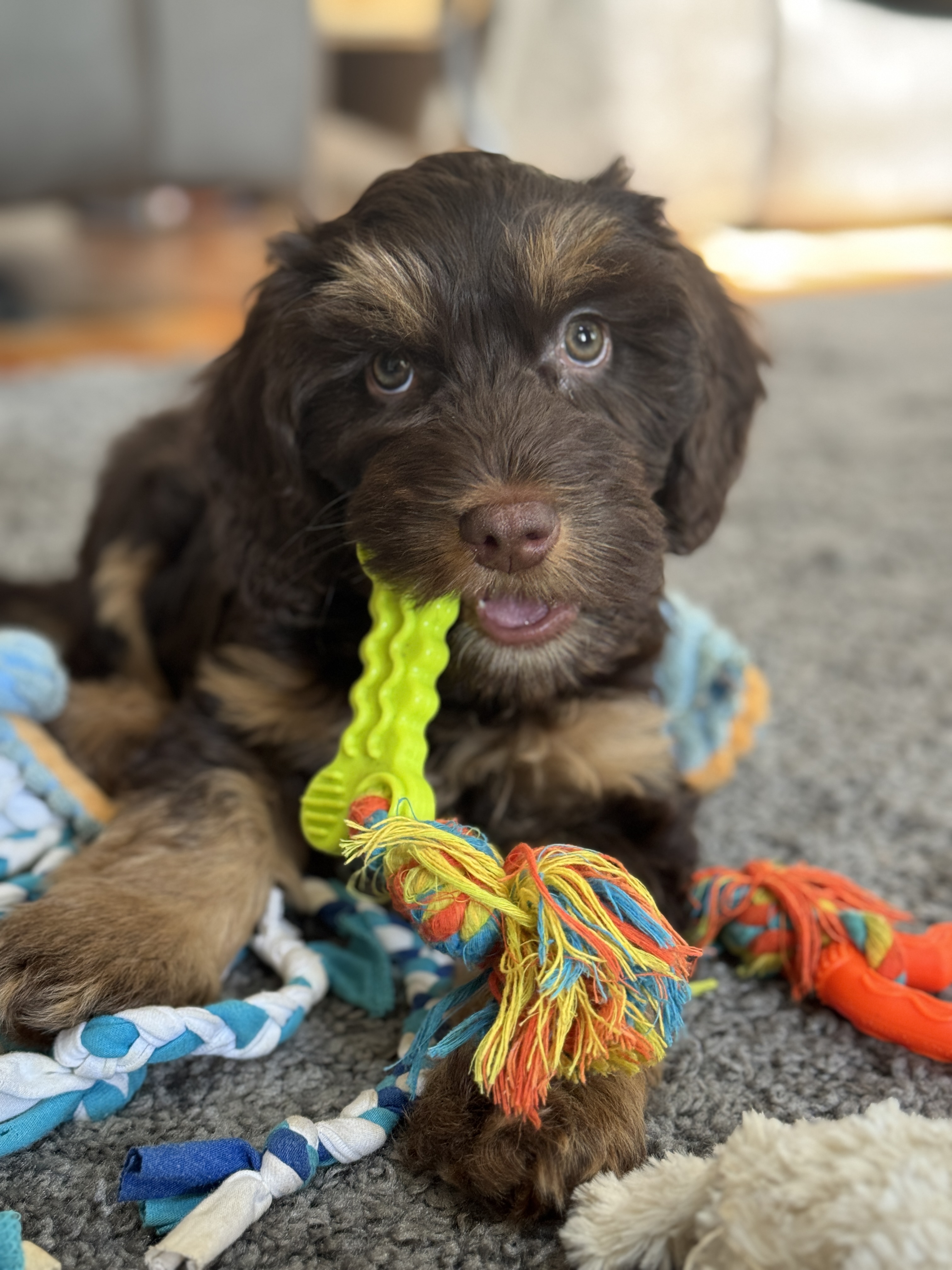 A chocolate Blessed Day Doodles puppy chewing a yellow toy on a snuffle mat