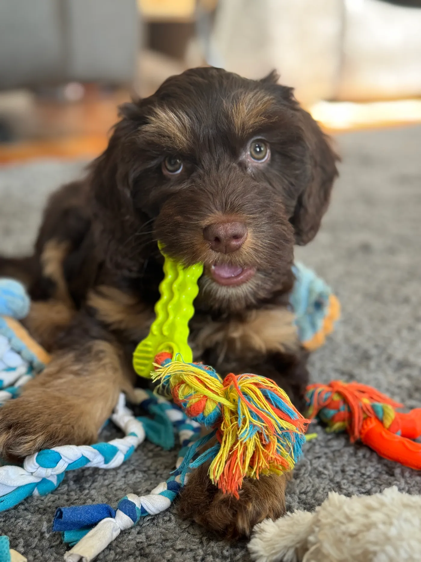 A chocolate Blessed Day Doodles puppy chewing a yellow toy on a snuffle mat